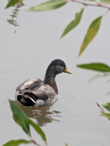 Mallard