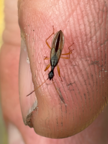 Long-necked Seed Bug