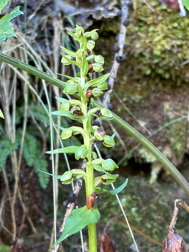 Dactylorhiza viridis, 2026-09-17