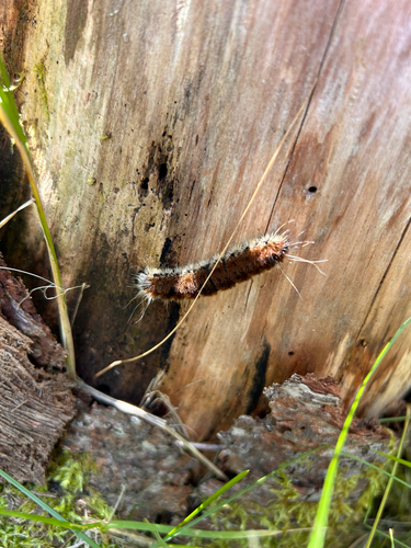 Large Gray Dagger