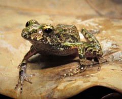 Panga Big-Headed Frog photo 2