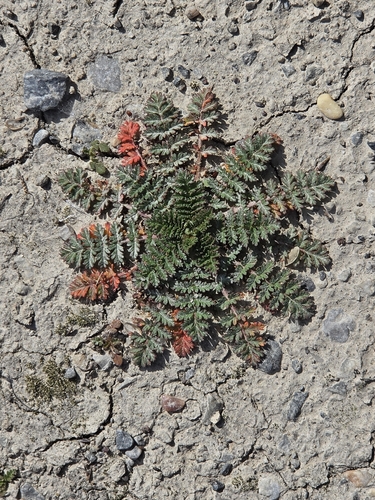 Redstem Stork's-bill