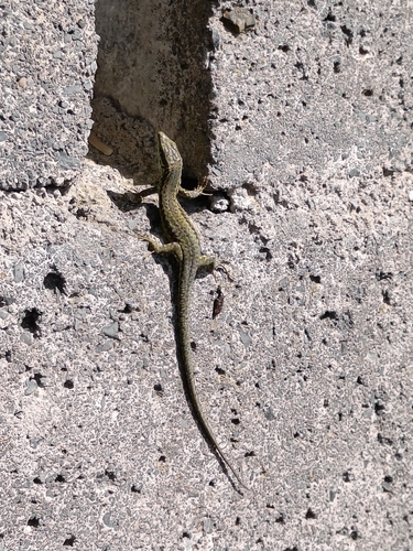 Common Wall Lizard