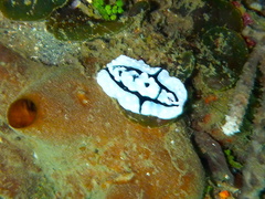 Phyllidiopsis shireenae