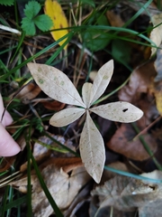 Lysimachia europaea, photograph (c) Екатерина Гущина, some rights reserved (CC BY)