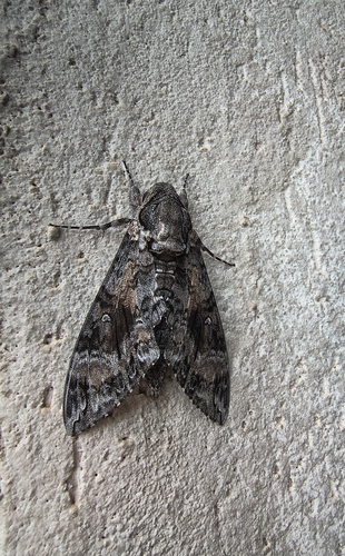 Pink-spotted Hawkmoth