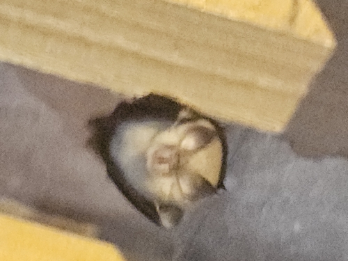 Lesser Horseshoe Bat