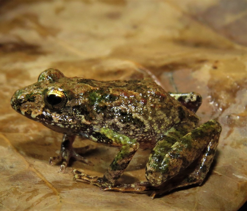 Panga Big-Headed Frog