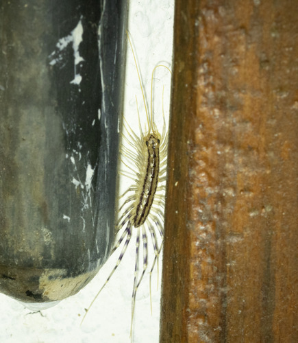 House Centipede