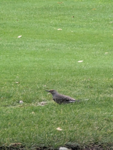 Northern Flicker