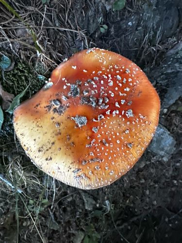 Fly Agaric