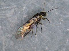 Elipsocus hyalinus