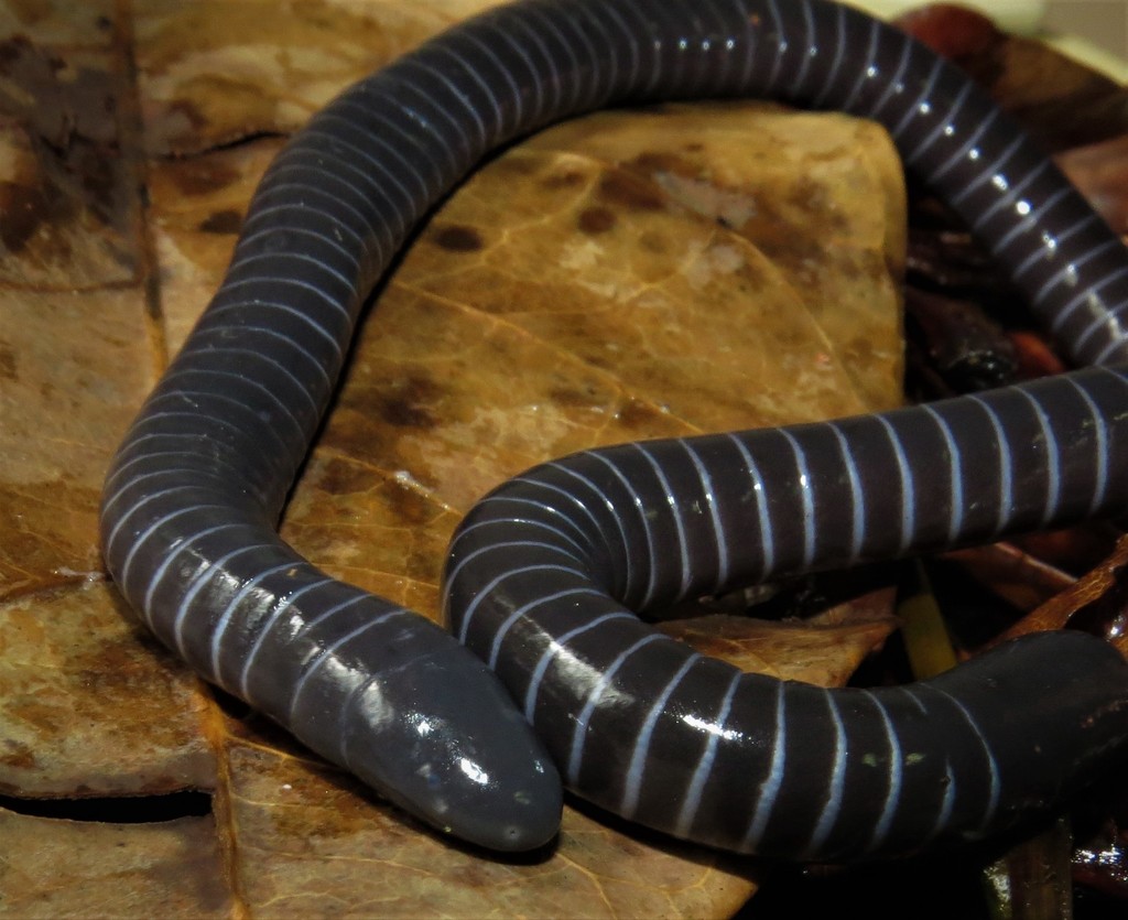 Boettger's Caecilian