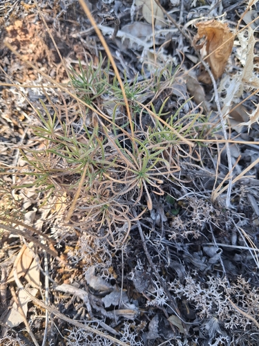 Plantago holosteum
