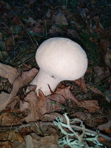 Pestle Puffball