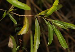 Nuxia oppositifolia