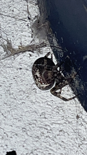Cross Orbweaver