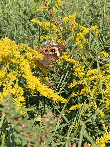 Common Buckeye