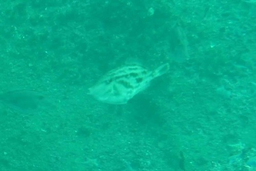 Thamnaconus observed 2026-09-15