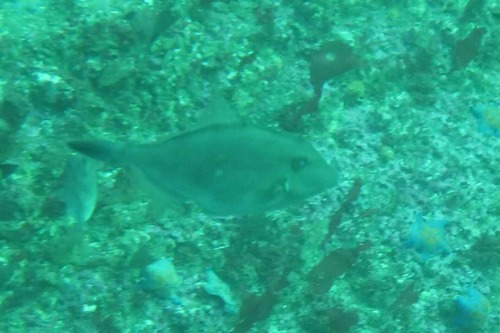 Thamnaconus observed 2026-09-15