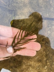 Potamogeton robbinsii