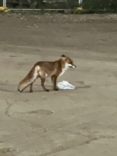 Red Fox