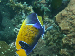 Pomacanthus navarchus