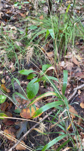 Elymus villosus, 2026-09-19