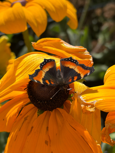 Milbert's Tortoiseshell