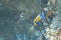 Pomacanthus navarchus