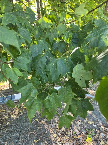 black maple