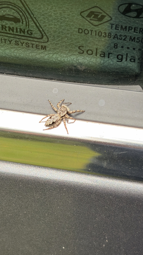 Tan Jumping Spider