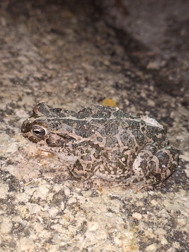 Sicilian Green Toad