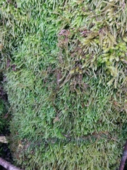 Pseudisothecium cristatum