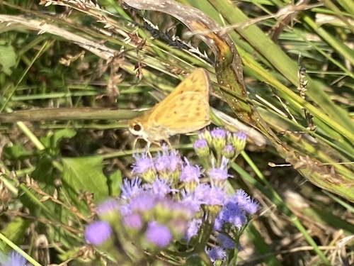 Fiery Skipper