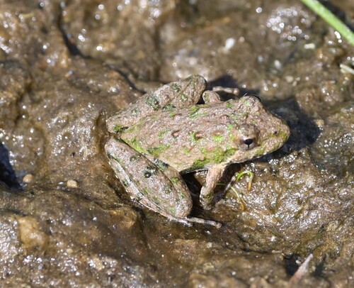 Northern Cricket Frog