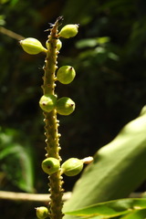 Alpinia kawakamii