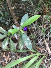 Dianella ensifolia