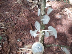 Marasmiellus coilobasis