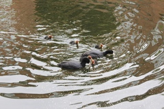Fulica atra