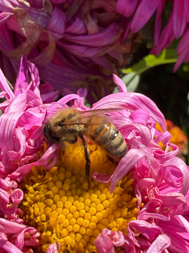 Western Honey Bee