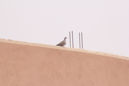 Eurasian Collared-Dove