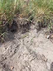 Lacerta agilis chersonensis