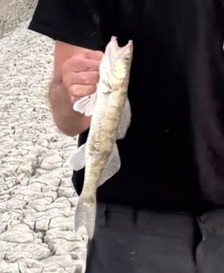 Zander