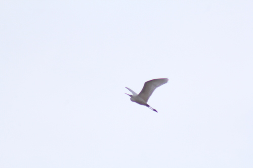 Great Egret