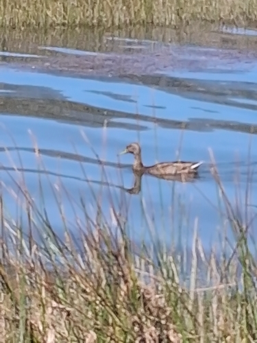 Mallard