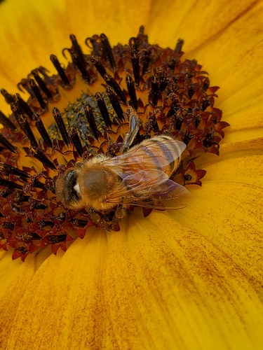Western Honey Bee