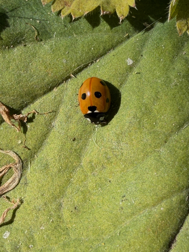 Seven-spotted Lady Beetle