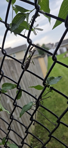 Carolina Mantis