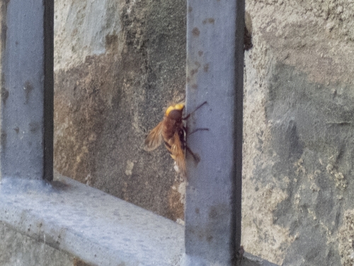 Hornet Mimic Hover Fly